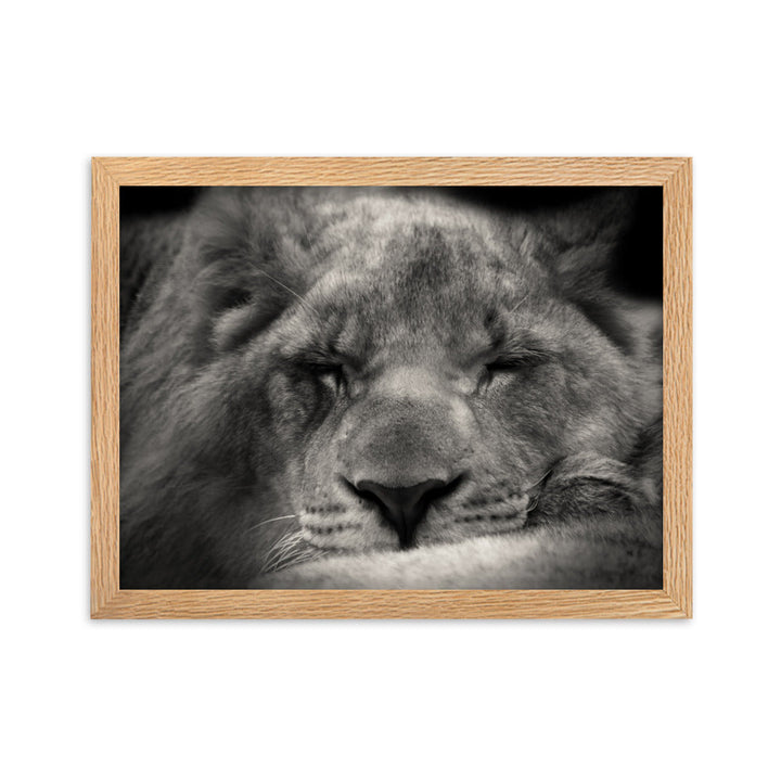 Entspannter Löwin - Poster im Rahmen Oak / 30×40 cm artlia