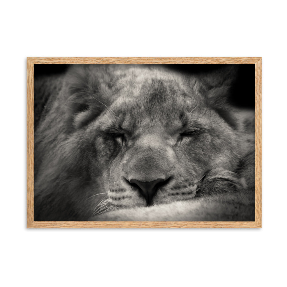 Entspannter Löwin - Poster im Rahmen Oak / 50×70 cm artlia