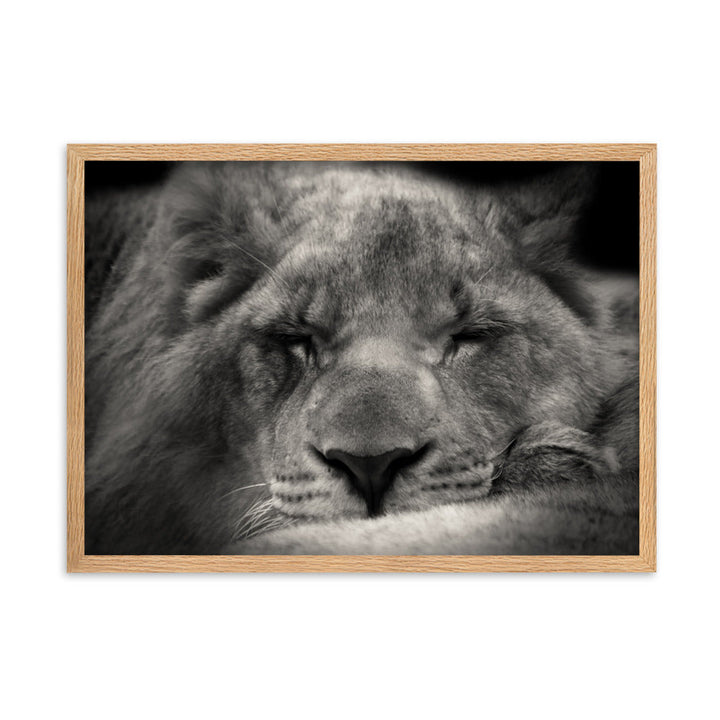 Entspannter Löwin - Poster im Rahmen Oak / 50×70 cm artlia