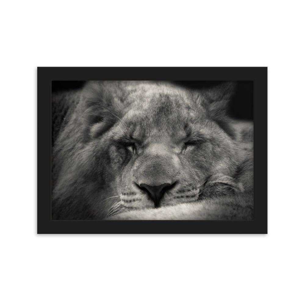Entspannter Löwin - Poster im Rahmen Schwarz / 21×30 cm artlia