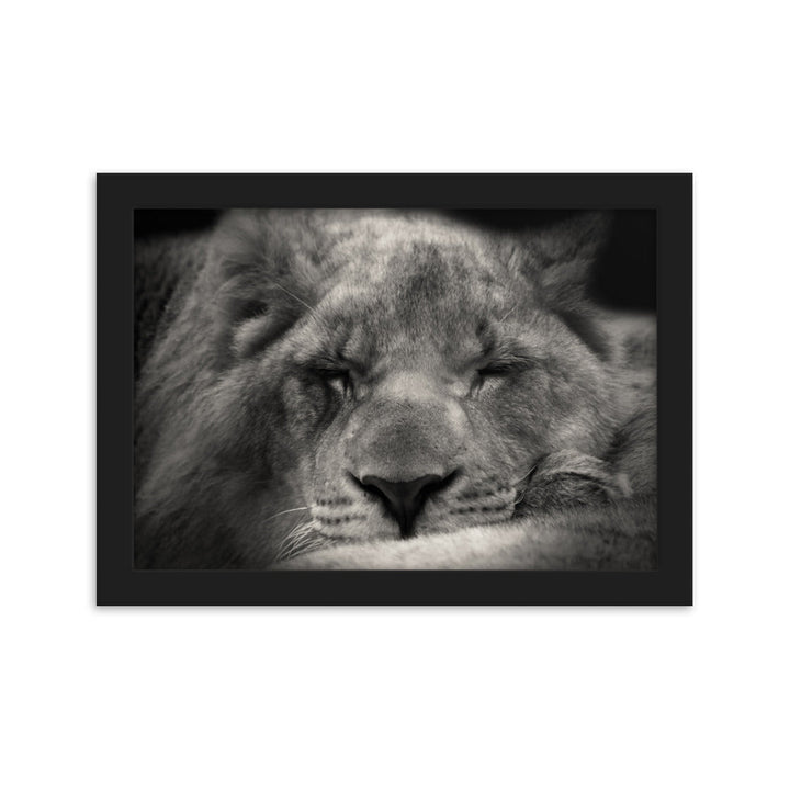 Entspannter Löwin - Poster im Rahmen Schwarz / 21×30 cm artlia