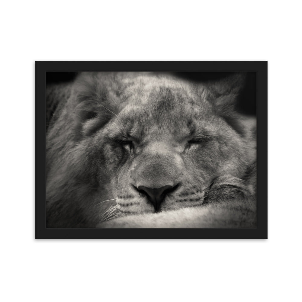Entspannter Löwin - Poster im Rahmen Schwarz / 30×40 cm artlia