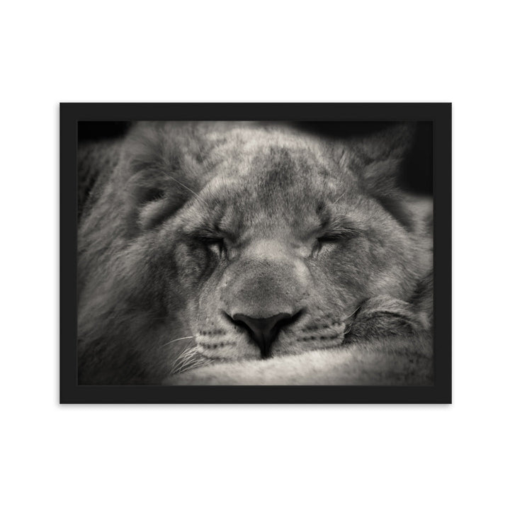 Entspannter Löwin - Poster im Rahmen Schwarz / 30×40 cm artlia