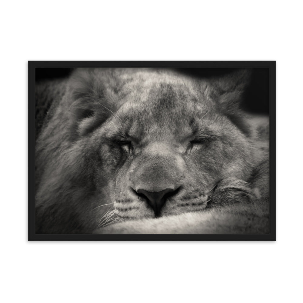 Entspannter Löwin - Poster im Rahmen Schwarz / 50×70 cm artlia