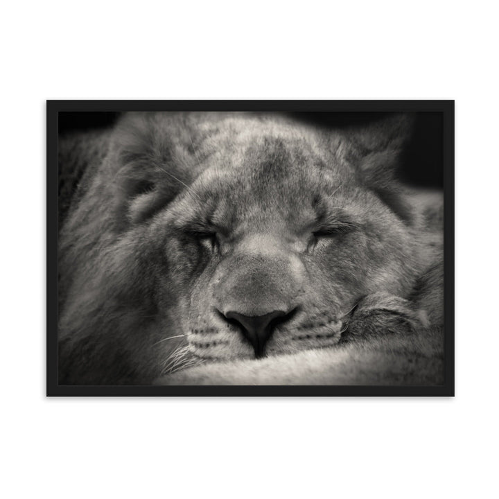 Entspannter Löwin - Poster im Rahmen Schwarz / 50×70 cm artlia