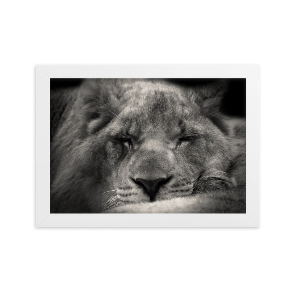 Entspannter Löwin - Poster im Rahmen Weiß / 21×30 cm artlia