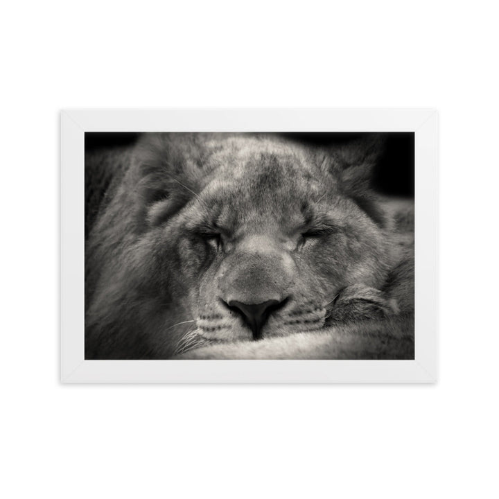 Entspannter Löwin - Poster im Rahmen Weiß / 21×30 cm artlia
