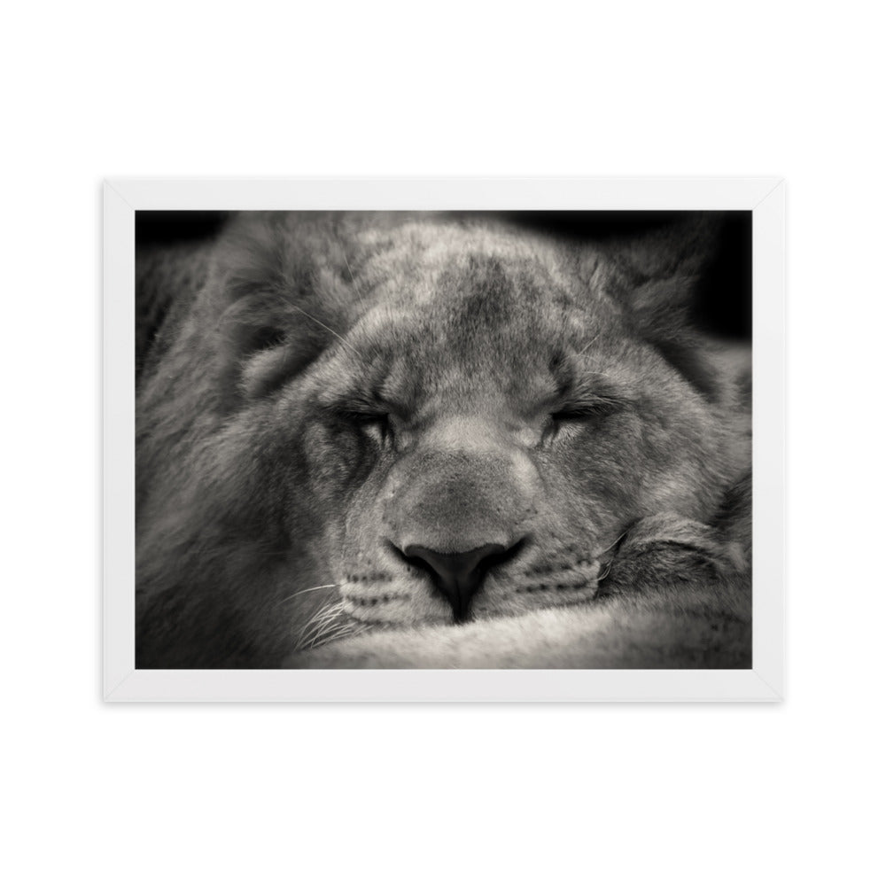Entspannter Löwin - Poster im Rahmen Weiß / 30×40 cm artlia