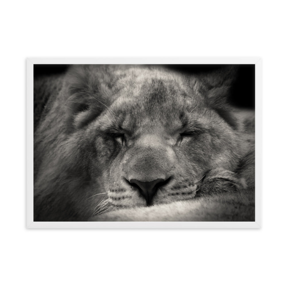 Entspannter Löwin - Poster im Rahmen Weiß / 50×70 cm artlia