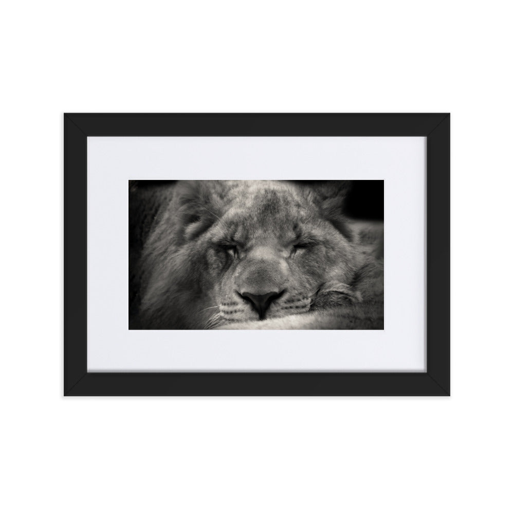 Entspannter Löwin - Poster im Rahmen mit Passepartout Schwarz / 21×30 cm artlia