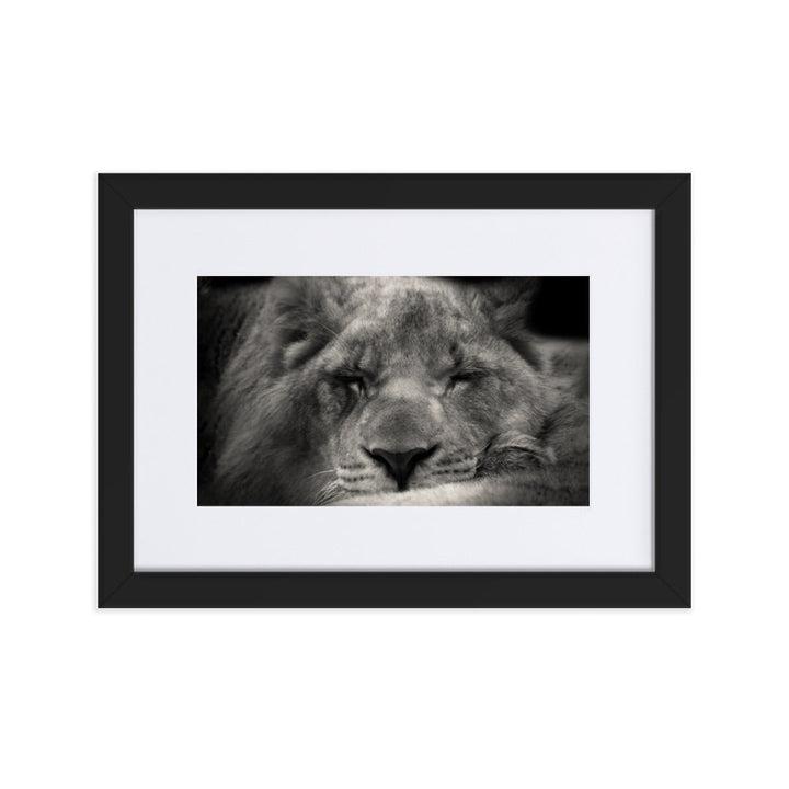 Entspannter Löwin - Poster im Rahmen mit Passepartout Schwarz / 21×30 cm artlia
