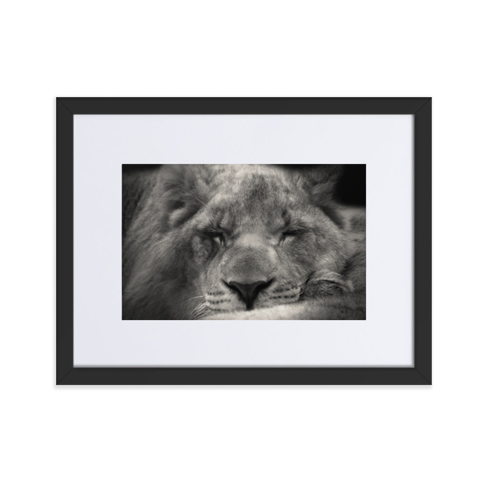 Entspannter Löwin - Poster im Rahmen mit Passepartout Schwarz / 30×40 cm artlia