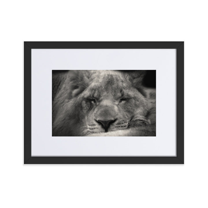 Entspannter Löwin - Poster im Rahmen mit Passepartout Schwarz / 30×40 cm artlia