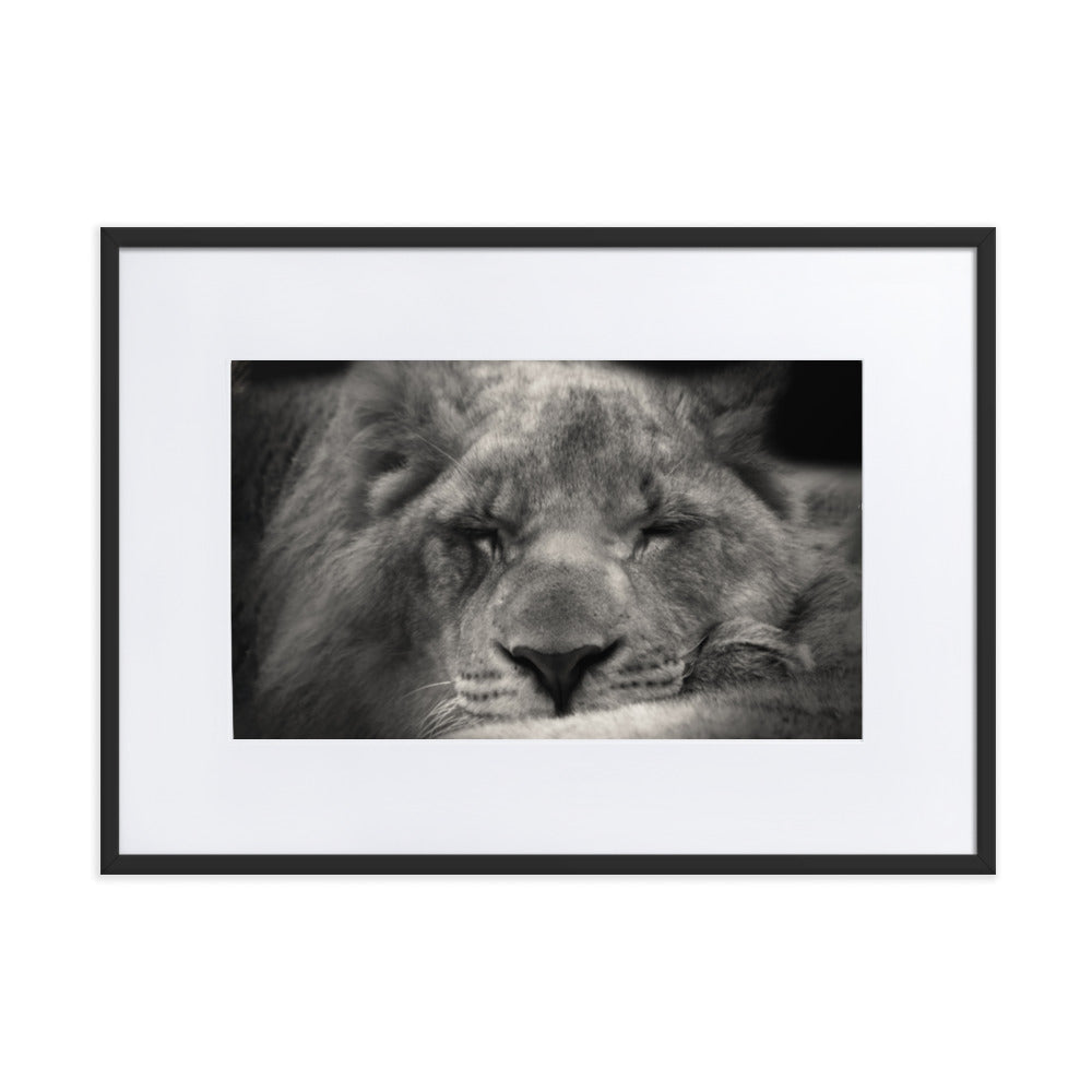 Entspannter Löwin - Poster im Rahmen mit Passepartout Schwarz / 50×70 cm artlia