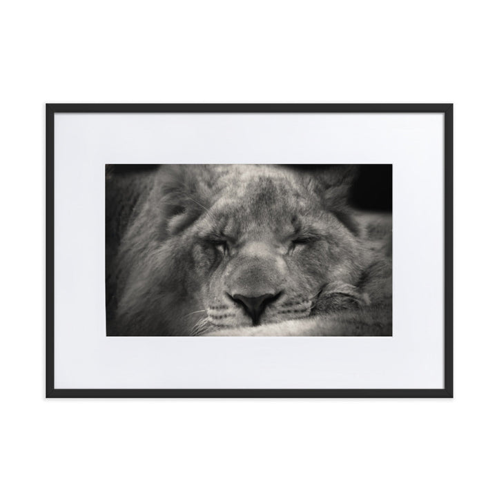 Entspannter Löwin - Poster im Rahmen mit Passepartout Schwarz / 50×70 cm artlia