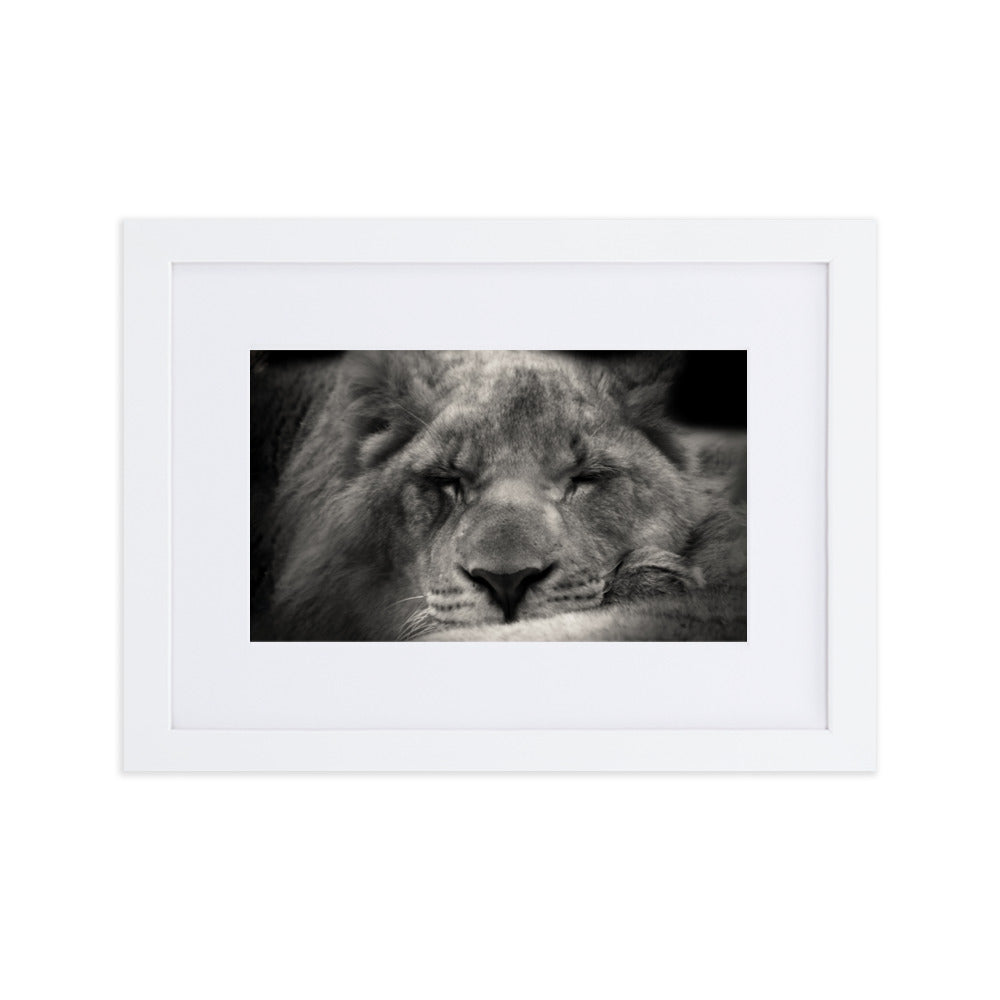 Entspannter Löwin - Poster im Rahmen mit Passepartout Weiß / 21×30 cm artlia