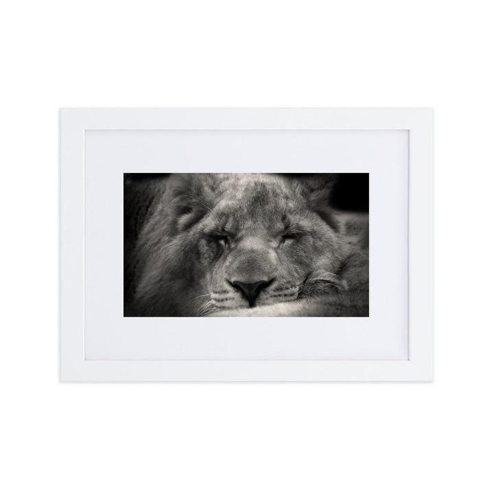 Entspannter Löwin - Poster im Rahmen mit Passepartout Weiß / 21×30 cm artlia