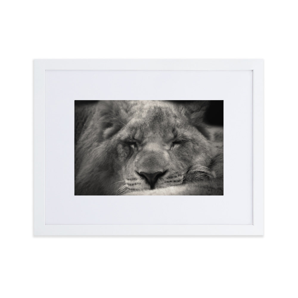 Entspannter Löwin - Poster im Rahmen mit Passepartout Weiß / 30×40 cm artlia
