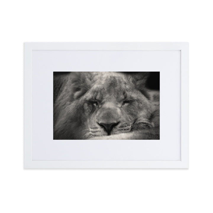 Entspannter Löwin - Poster im Rahmen mit Passepartout Weiß / 30×40 cm artlia
