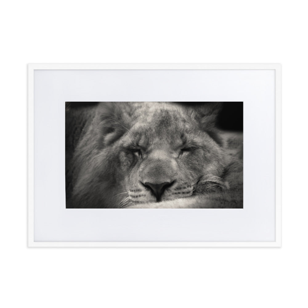 Entspannter Löwin - Poster im Rahmen mit Passepartout Weiß / 50×70 cm artlia