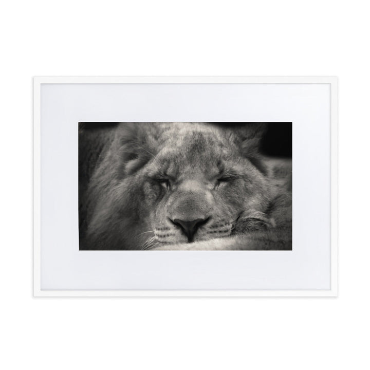Entspannter Löwin - Poster im Rahmen mit Passepartout Weiß / 50×70 cm artlia