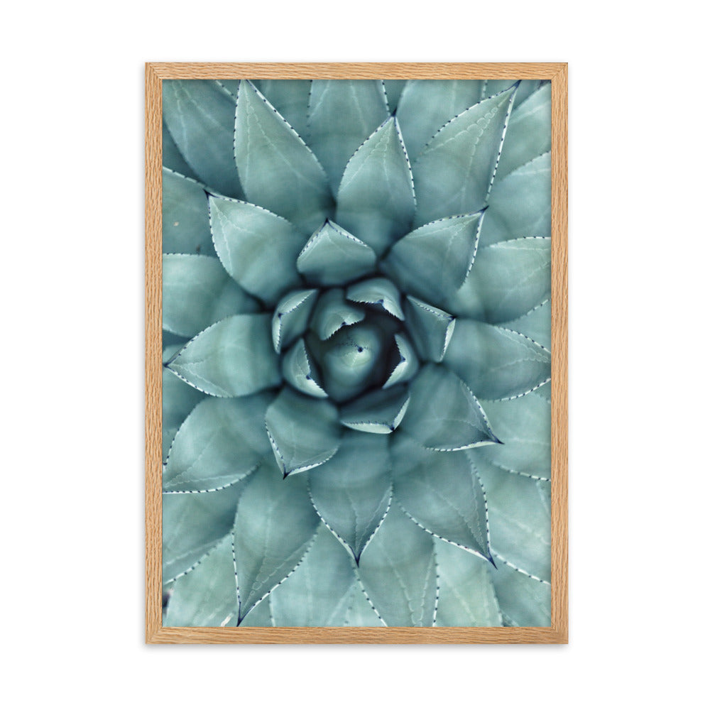 Blumenkaktus - Poster im Rahmen Oak / 50×70 cm artlia