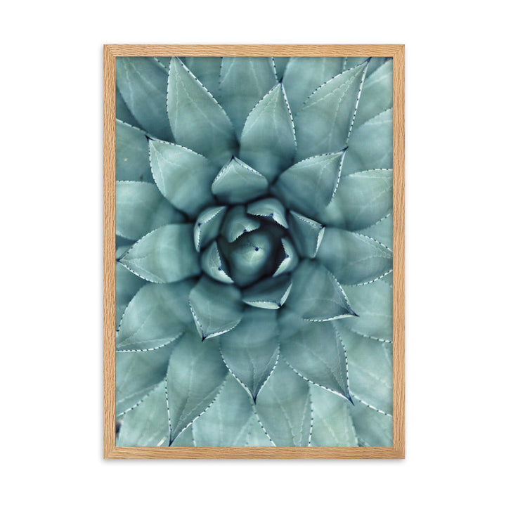 Blumenkaktus - Poster im Rahmen Oak / 50×70 cm artlia