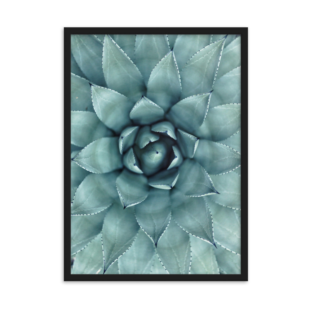 Blumenkaktus - Poster im Rahmen Schwarz / 50×70 cm artlia