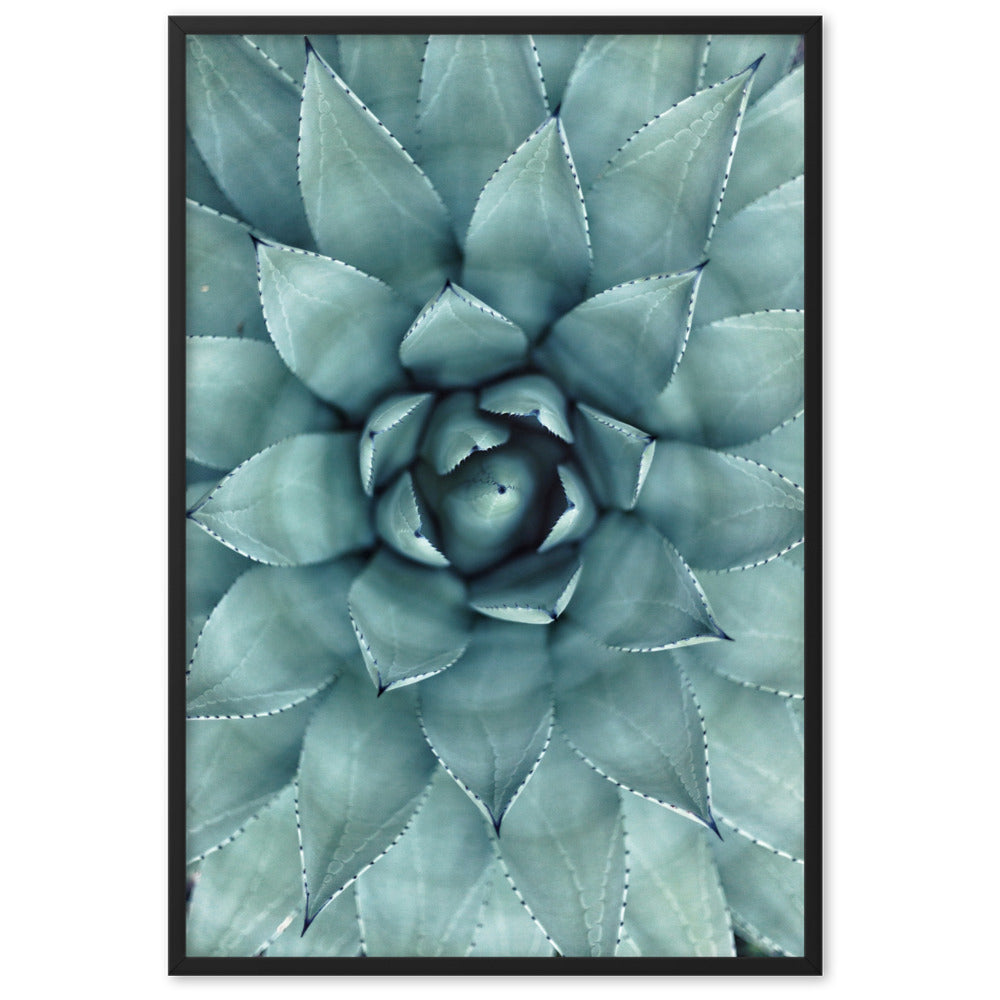 Blumenkaktus - Poster im Rahmen Schwarz / 61×91 cm artlia
