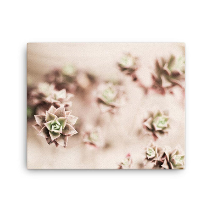 Flower Cactus - Leinwand 41x51 cm artlia