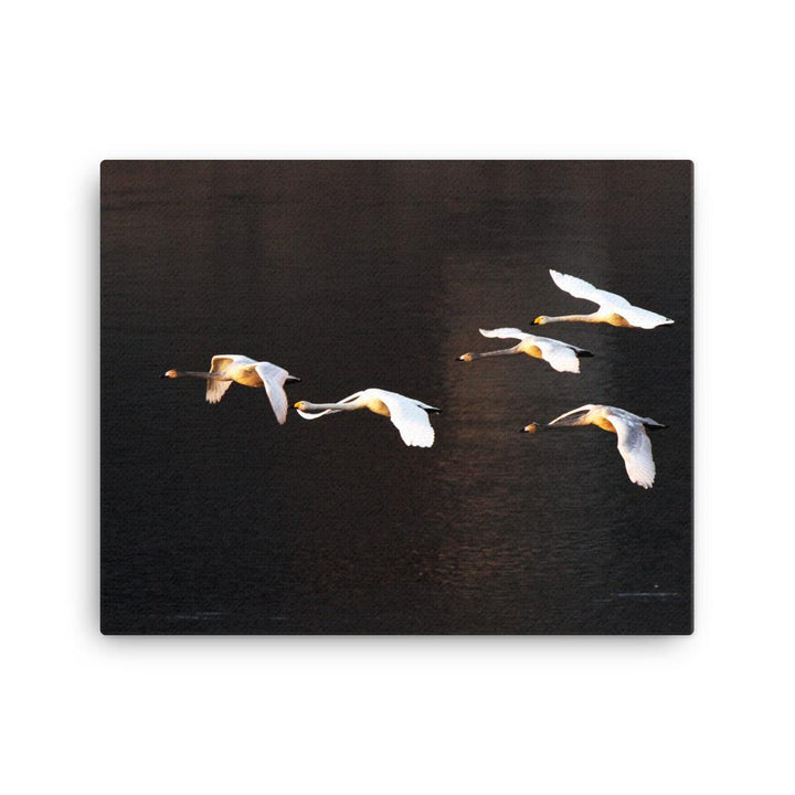 Fliegende Schwäne - Leinwand 41x51 cm artlia