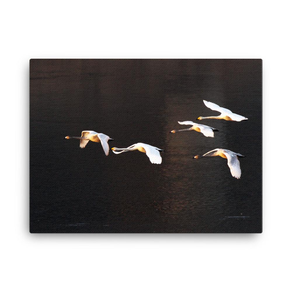 Fliegende Schwäne - Leinwand 30x41 cm artlia