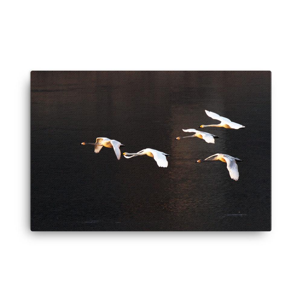 Fliegende Schwäne - Leinwand 61x91 cm artlia