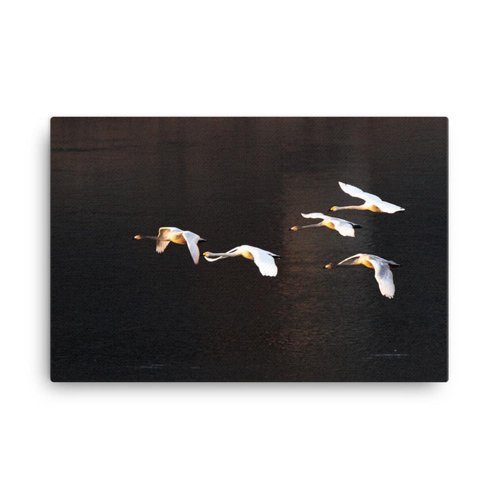 Fliegende Schwäne - Leinwand 61x91 cm artlia