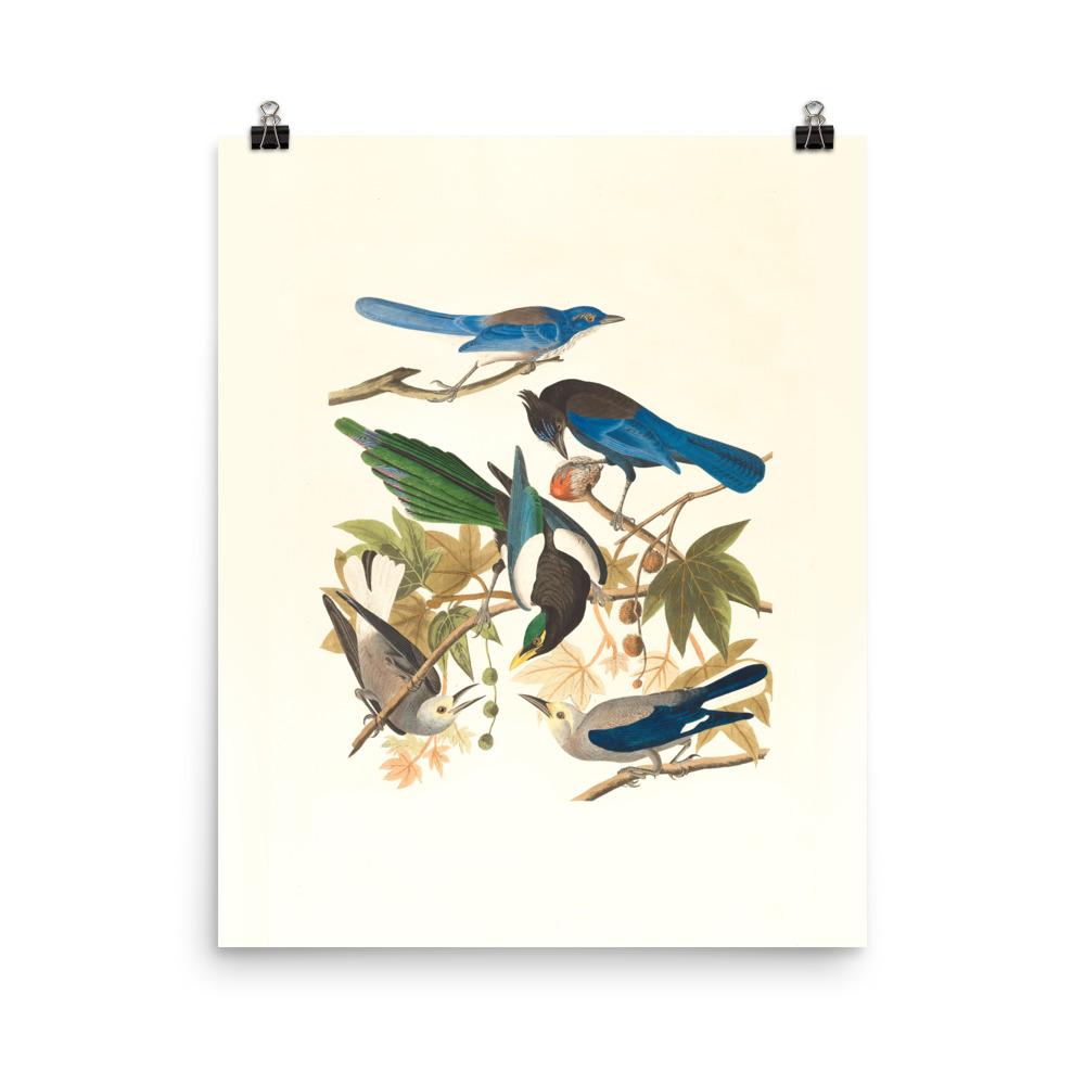 fünf Vögel auf den Ästen - Poster 20x25 cm artlia