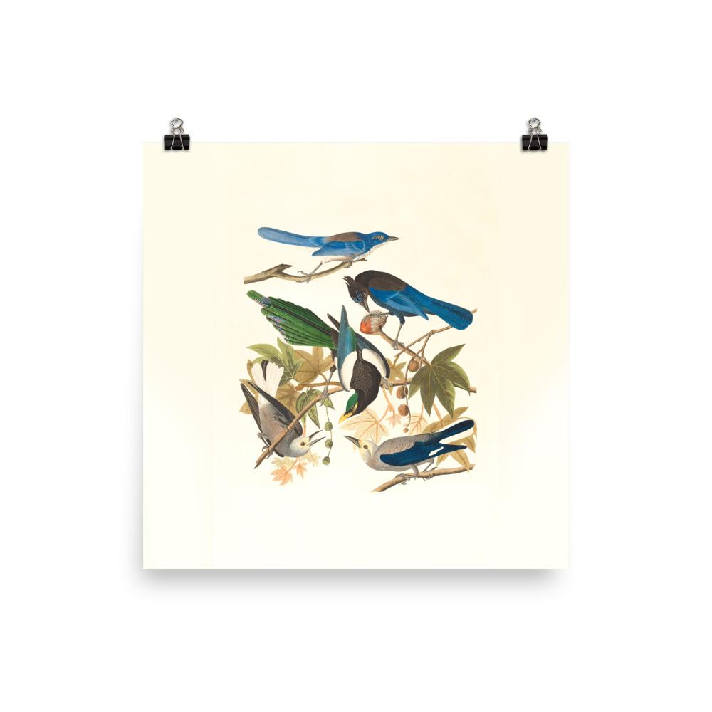 fünf Vögel auf den Ästen - Poster 25x25 cm artlia