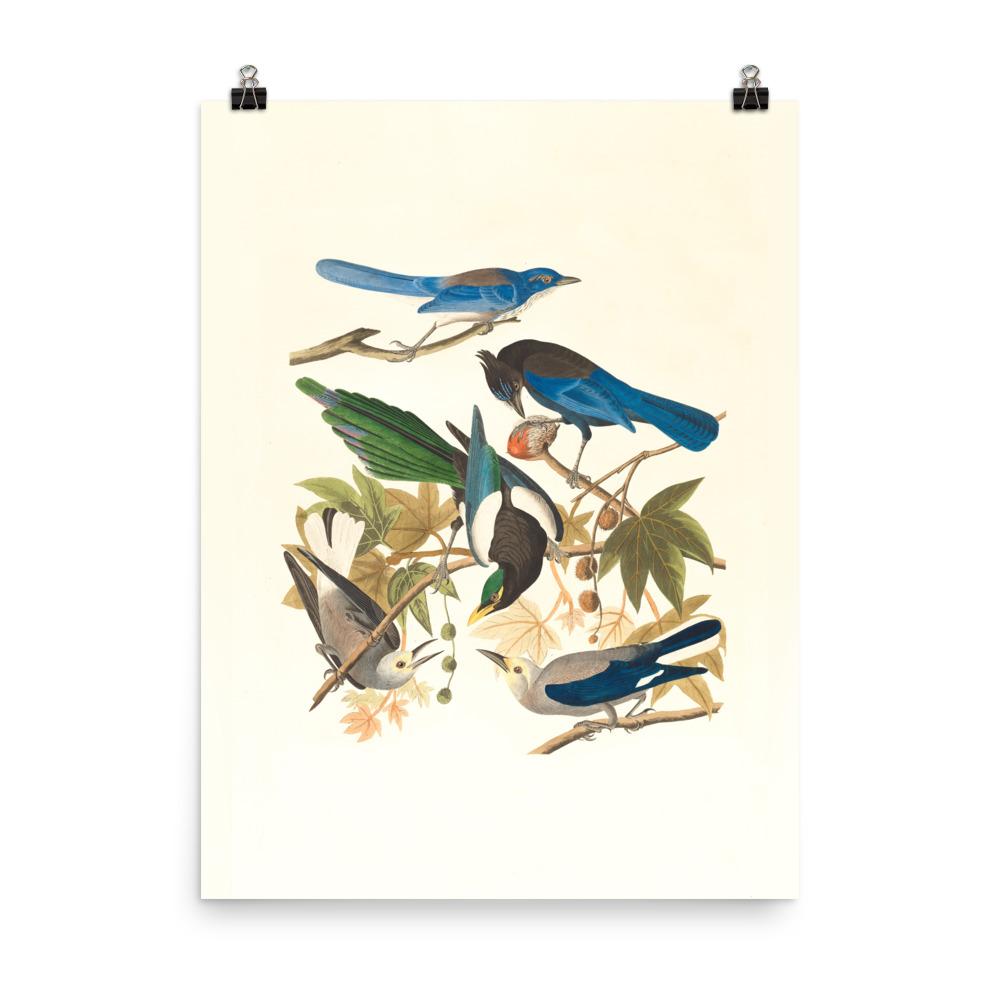 fünf Vögel auf den Ästen - Poster 30x41 cm artlia