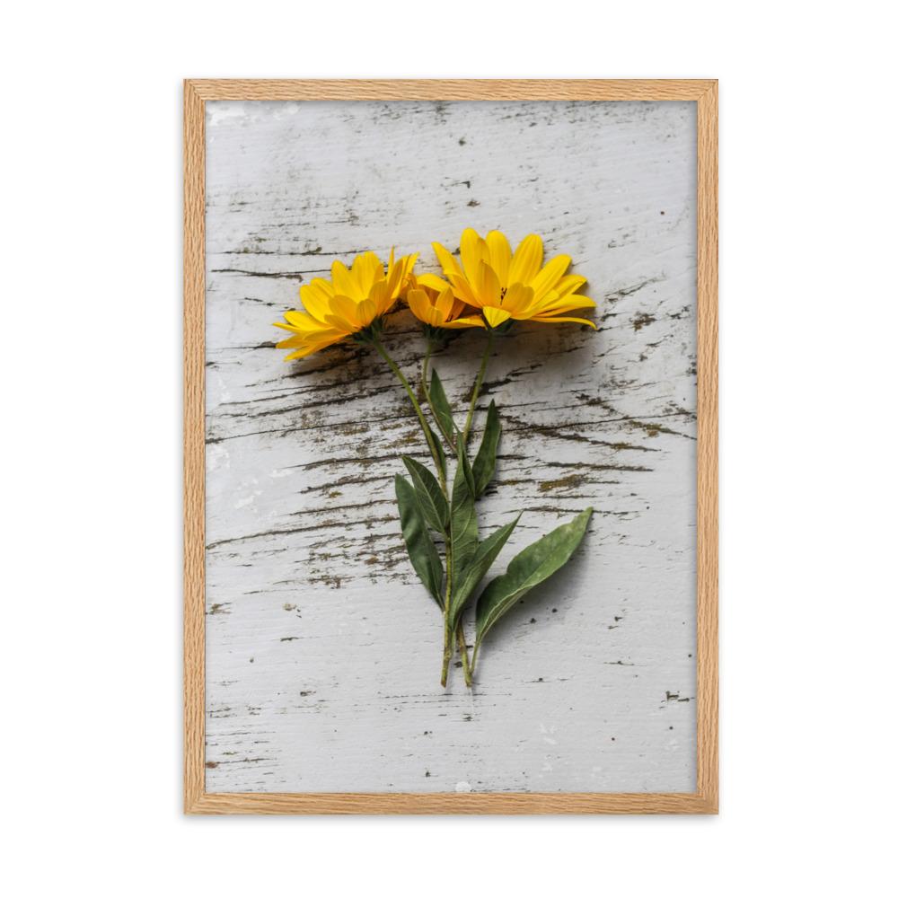 gelbe Blumen Yellow Flowers 6 - Poster im Rahmen Oak / 50×70 cm artlia
