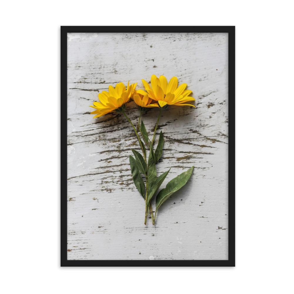 gelbe Blumen Yellow Flowers 6 - Poster im Rahmen Schwarz / 50×70 cm artlia