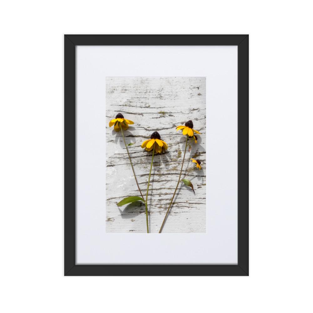 gelbe Blumen 7 - Poster im Rahmen mit Passepartout Schwarz / 30×40 cm artlia