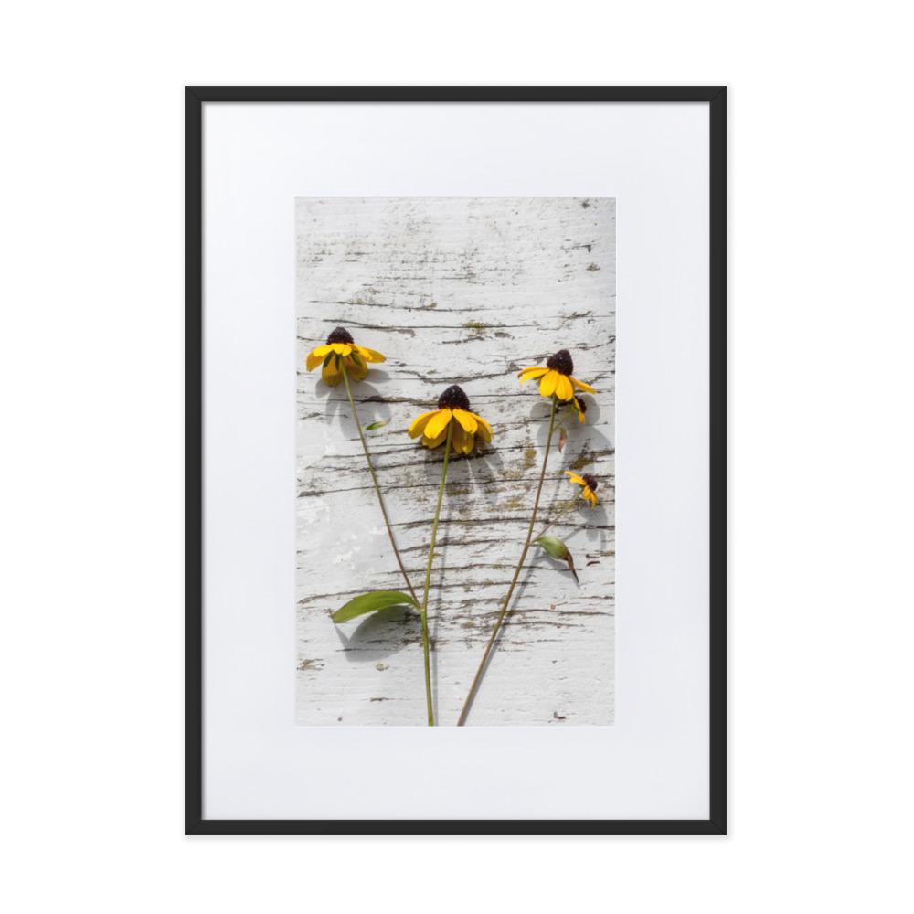 gelbe Blumen 7 - Poster im Rahmen mit Passepartout Schwarz / 50×70 cm artlia