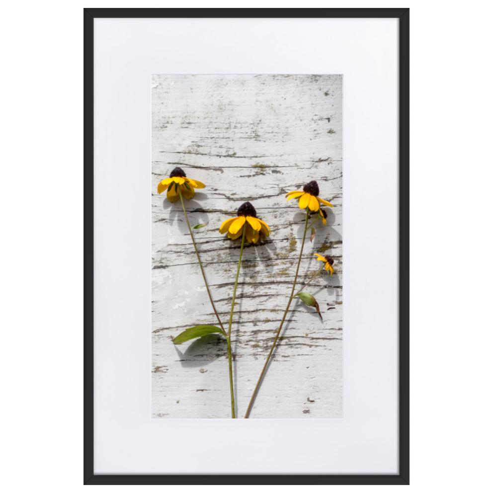 gelbe Blumen 7 - Poster im Rahmen mit Passepartout Schwarz / 61×91 cm artlia