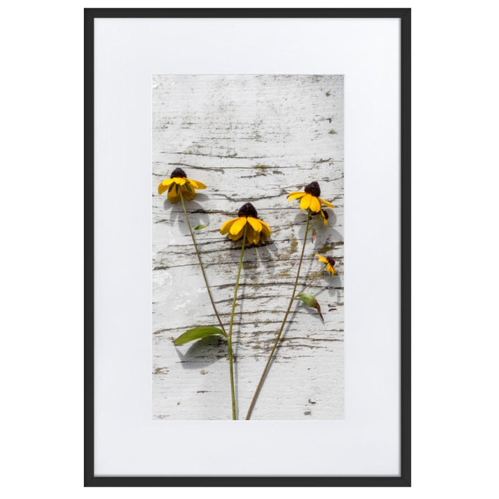 gelbe Blumen 7 - Poster im Rahmen mit Passepartout Schwarz / 61×91 cm artlia