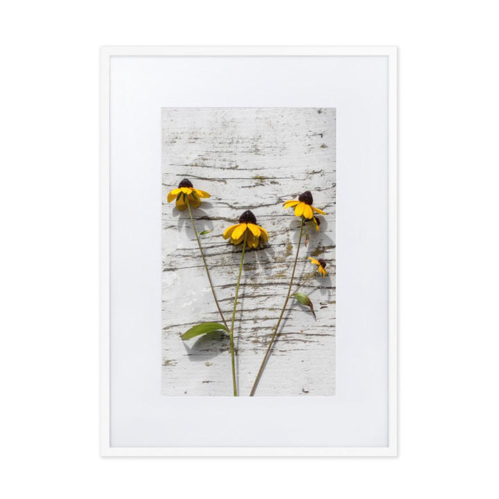 gelbe Blumen 7 - Poster im Rahmen mit Passepartout Weiß / 50×70 cm artlia