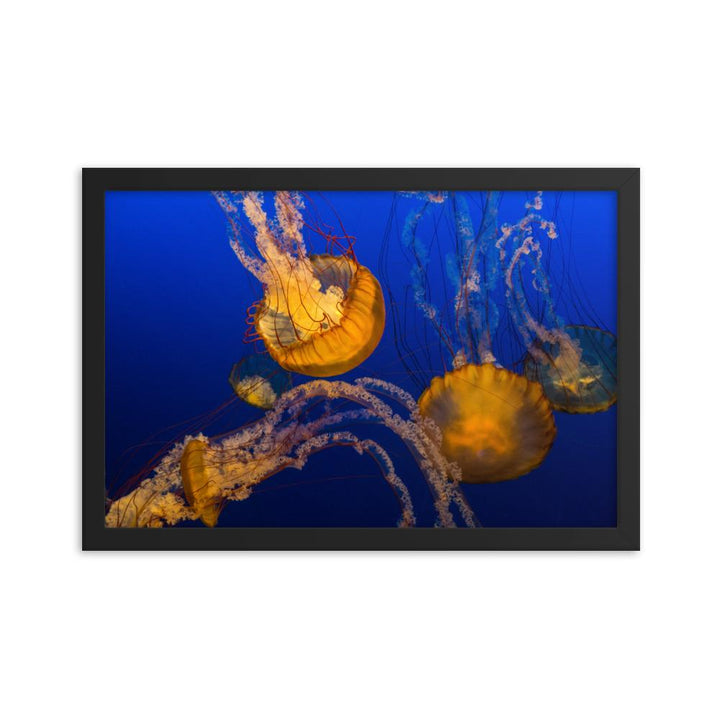 Gelbe Qualle - Poster im Rahmen schwarz / 30x45 cm artlia