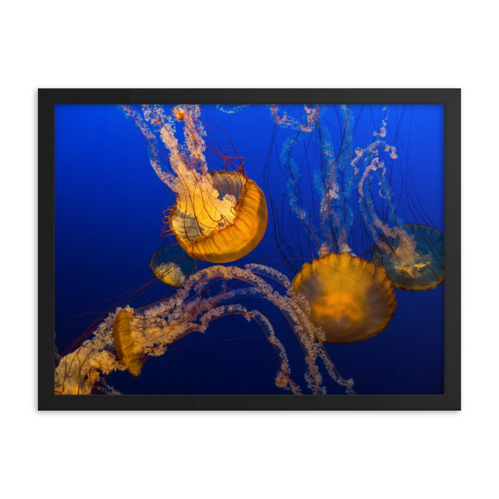 Gelbe Qualle - Poster im Rahmen schwarz / 46x61 cm artlia