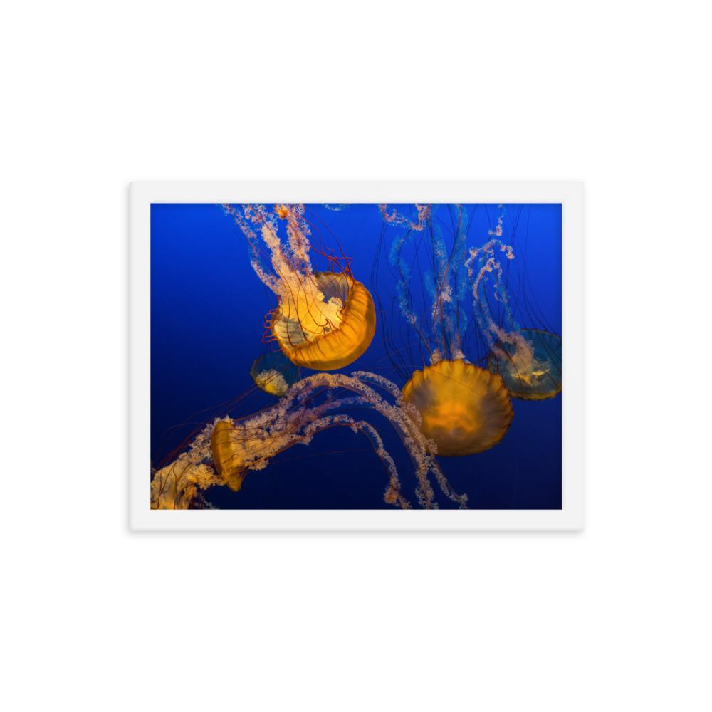 Gelbe Qualle - Poster im Rahmen weiß / 30x41 cm artlia