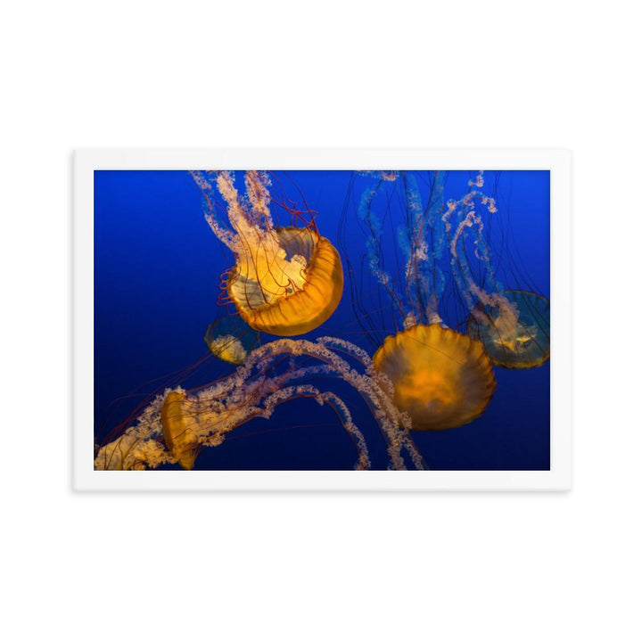 Gelbe Qualle - Poster im Rahmen weiß / 30x45 cm artlia