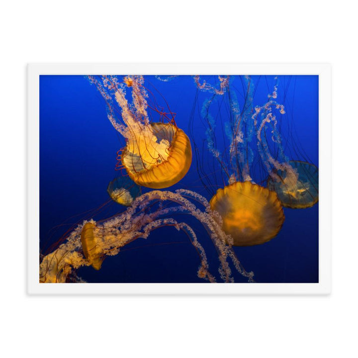 Gelbe Qualle - Poster im Rahmen weiß / 46x61 cm artlia