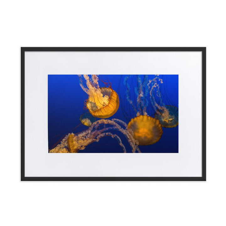 Gelbe Qualle - Poster im Rahmen mit Passepartout schwarz / 50×70 cm artlia